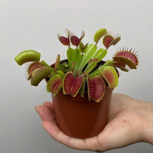 Venus Flytrap, Dionaea Muscipula