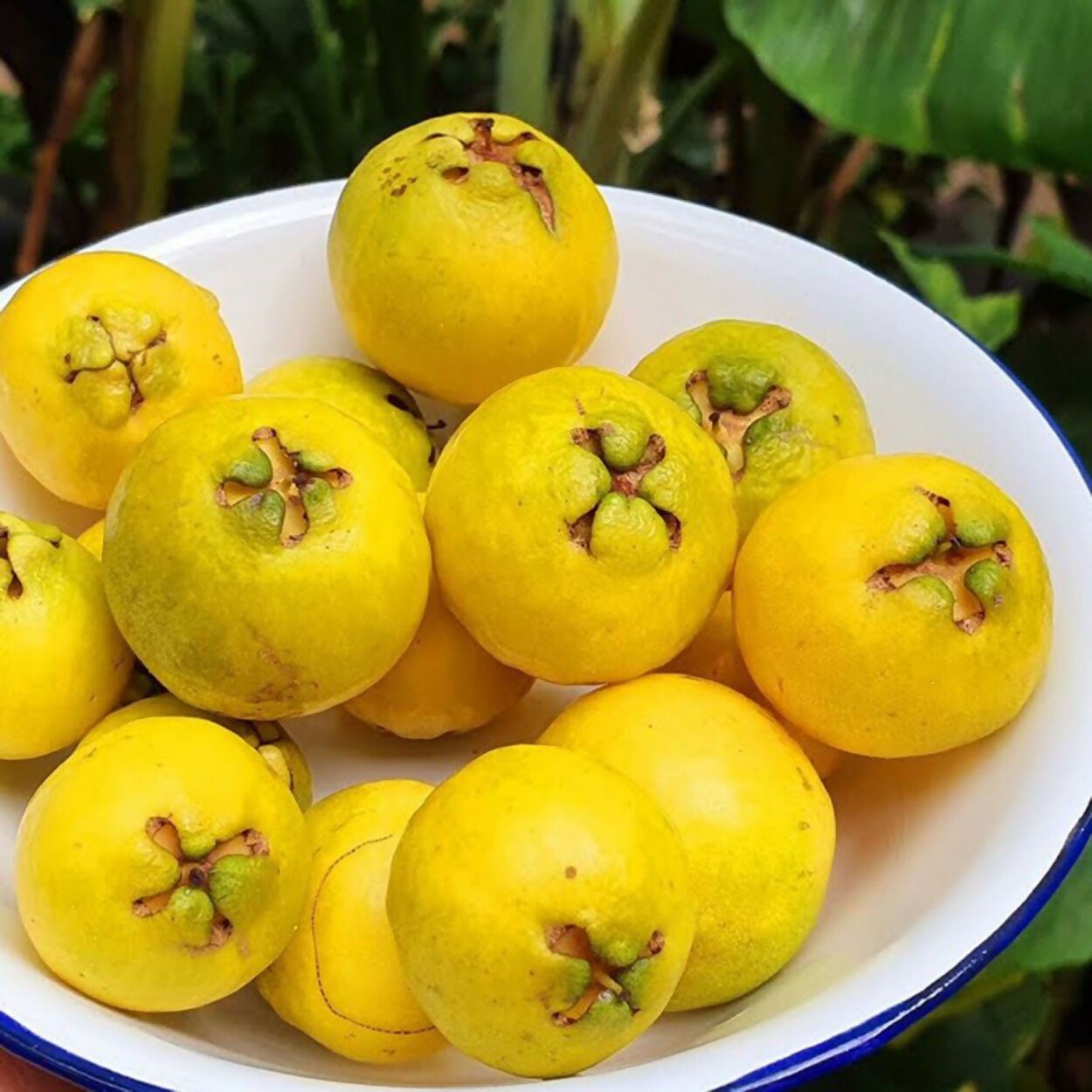 Yellow Strawberry Guava Live Paint (Psidium Cattleianum)