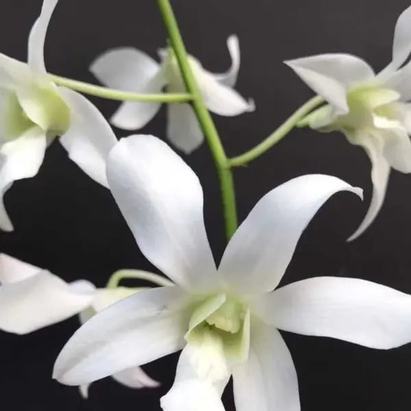 Dendrobium (DM-055)