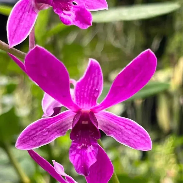 Dendrobium (DM-062)