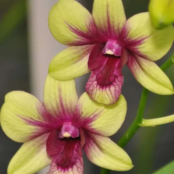 Dendrobium (DM-065)