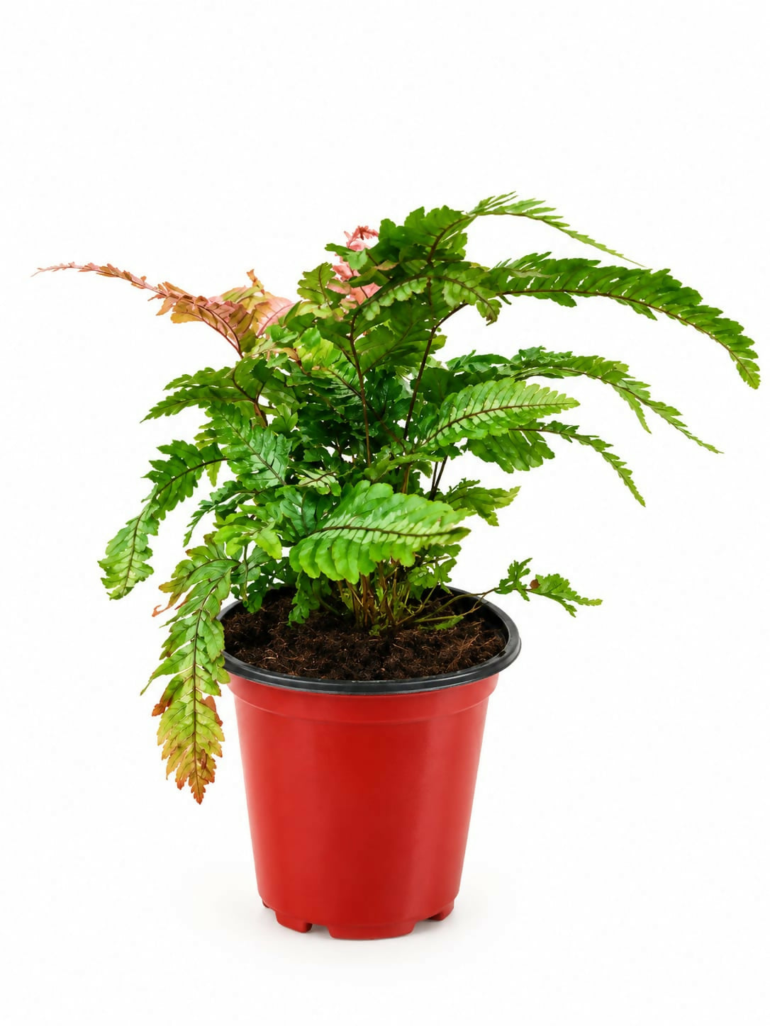 Tricolour fern- imported bushy fern- indoor fern