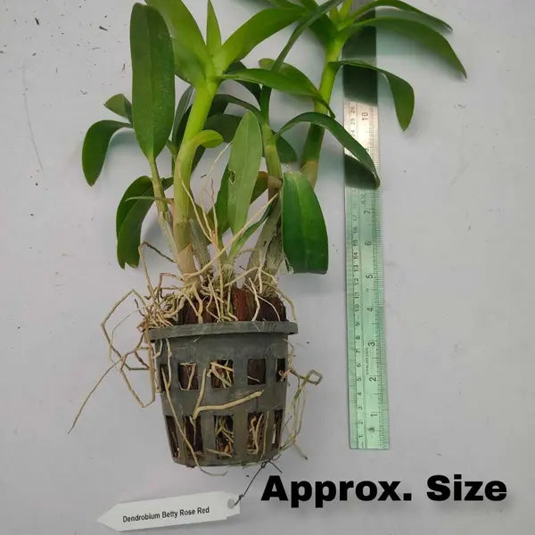 Dendrobium (DS-034)