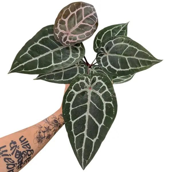 Anthurium 'Michelle' by Doc Block x Self