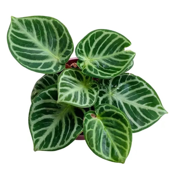 Anthurium Dorayaki