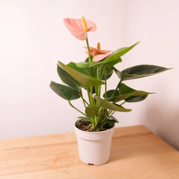 Peach Anthurium Plant - Double Shoot