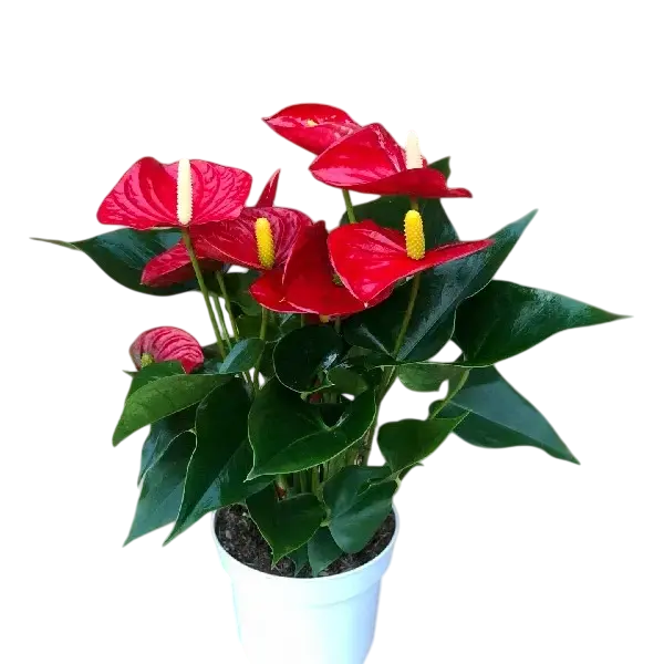 Red Anthurium Plant - Double Shoot