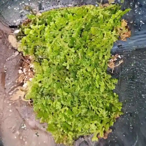 Trichocolea Tomentella Moss - Terrarium Moss