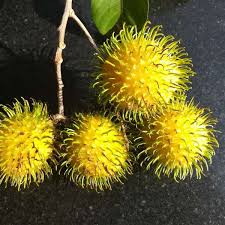 Yellow Rambutan Plant - Sweet Tropical Fruit Tree - Keyfarm Wayanad
