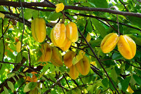 Star Fruit Plant - Aromatic Carambola Tree - Keyfarm Wayanad