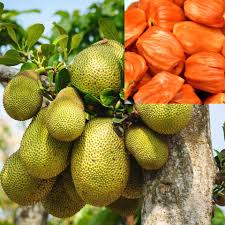 Vietnam Red Jackfruit Plant - Tropical Fruit Tree - Keyfarm Wayanad