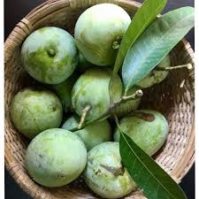 Moovandan Mango Plant - Kerala Heritage Variety - Keyfarm Wayanad