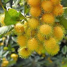 Yellow Rambutan Plant - Sweet Tropical Fruit Tree - Keyfarm Wayanad