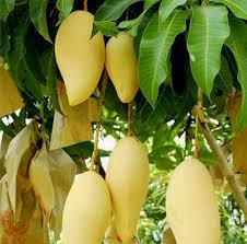 Nam Doc Mai Mango Plant - Sweet Thai Variety - Keyfarm Wayanad