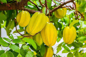 Star Fruit Plant - Aromatic Carambola Tree - Keyfarm Wayanad