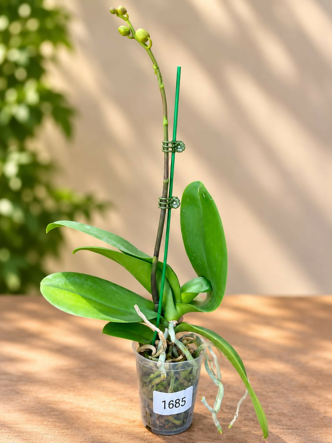 Phalaenopsis-1769