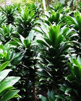 Dracaena Compacta/ Dracaena deremensis Janet Craig compacta (single plant)