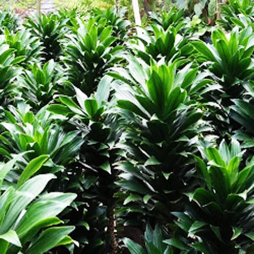 Dracaena Compacta/ Dracaena deremensis Janet Craig compacta (single plant)