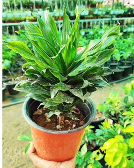 Dracaena Compacta/ Dracaena deremensis Janet Craig compacta (single plant)