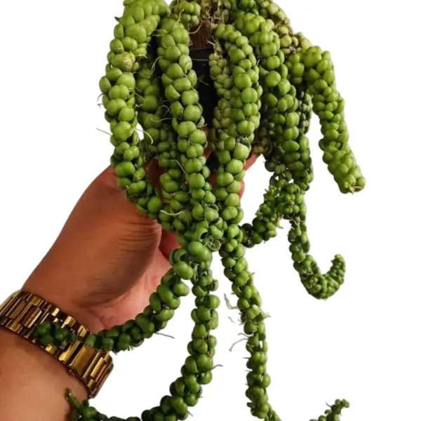 Dischidia Dragon Jade
