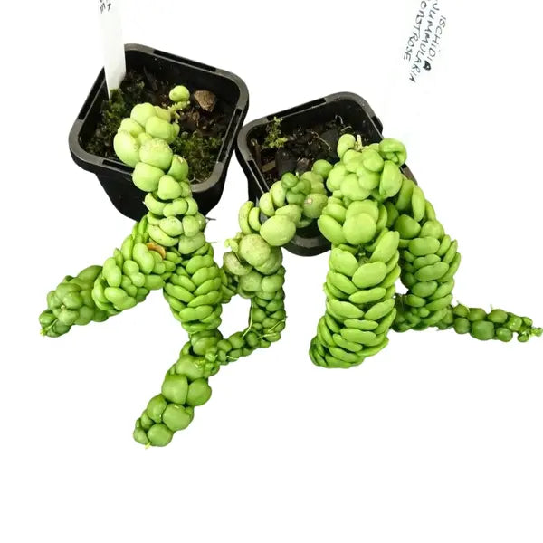 Dischidia Dragon Jade