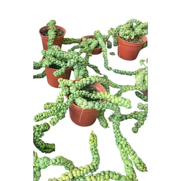 Dischidia Dragon Jade