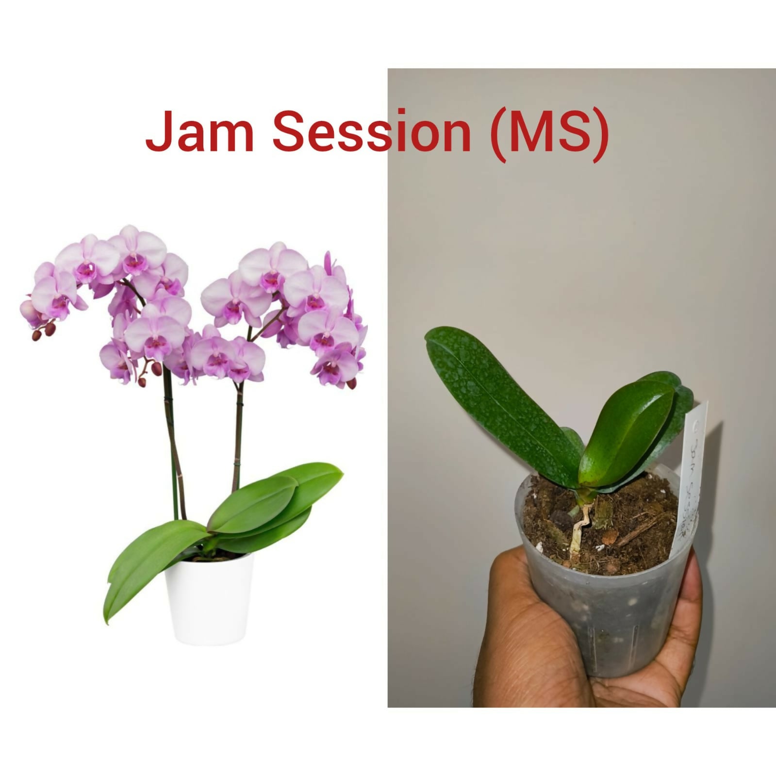 Phalenopsis Orchid- Jam Session (MS)