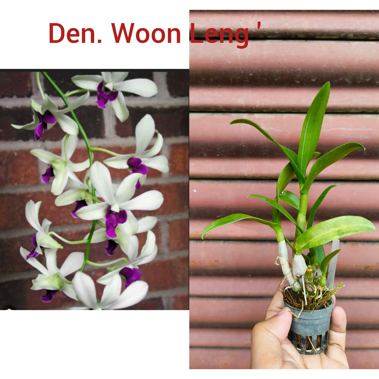 Dendrobium Orchid Woon Leng
