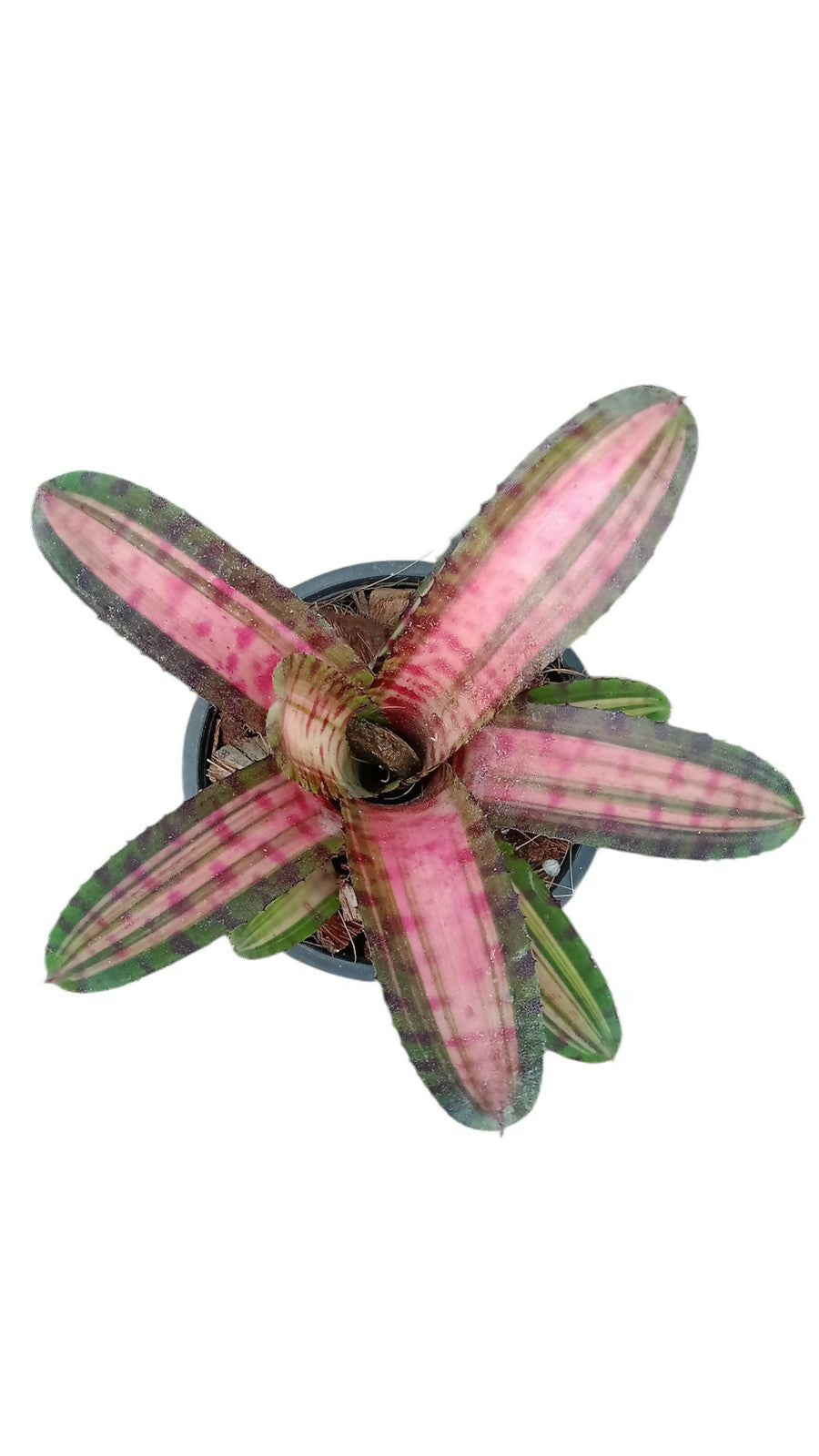 Bromeliad