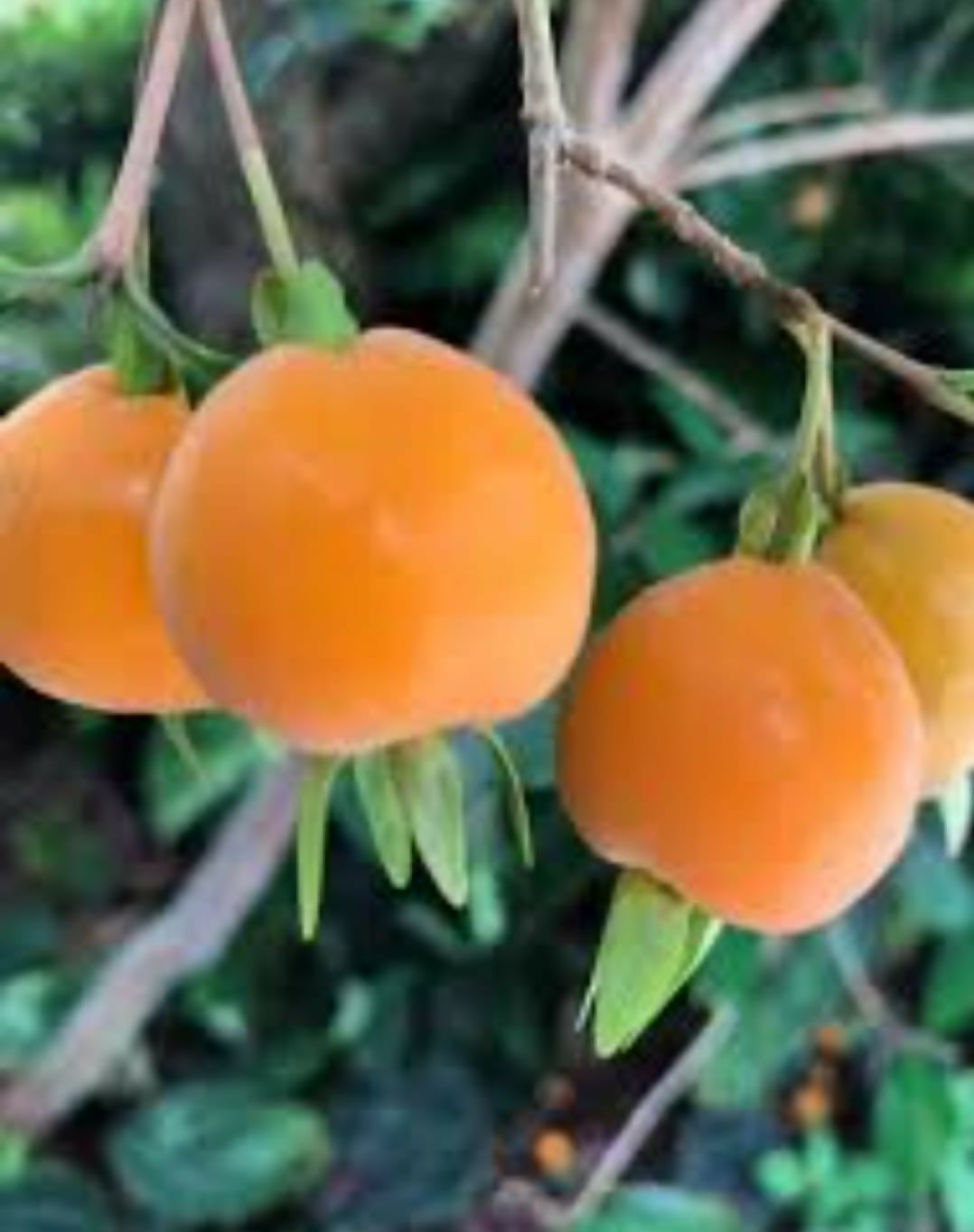 Pitomba – Live Grafted Exotic Fruit Tree - Keyfarm Wayanad