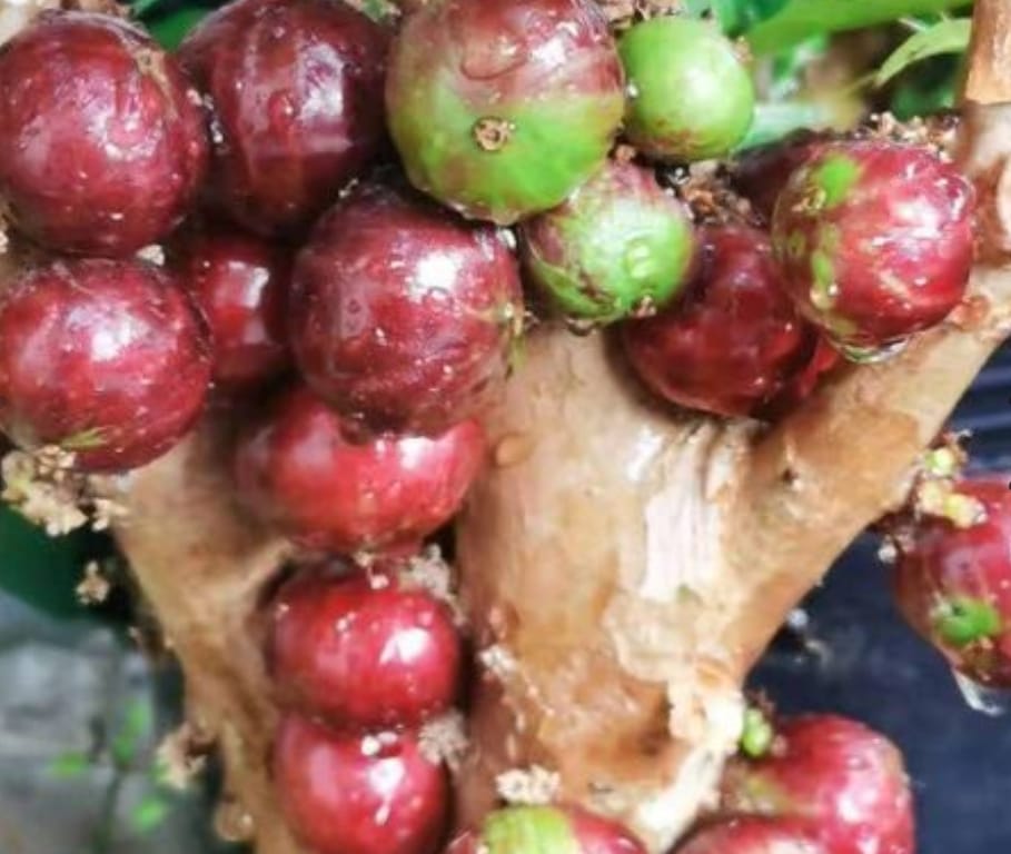 Peach Phithranthra Fruit Plant - Keyfarm Wayanad