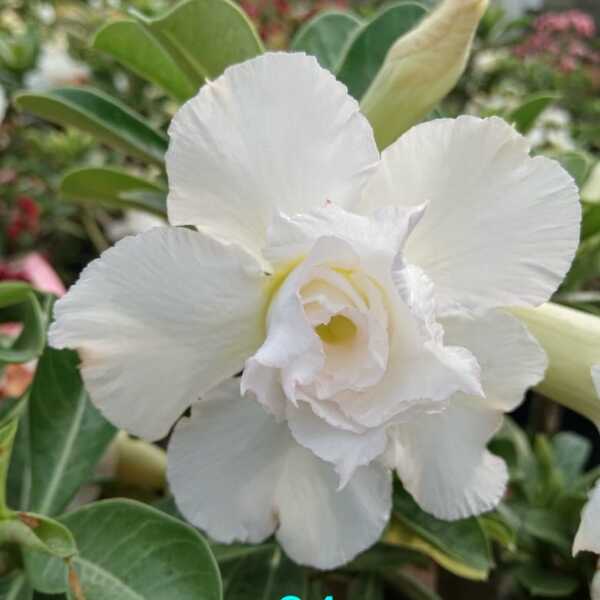Adenium Plant-34
