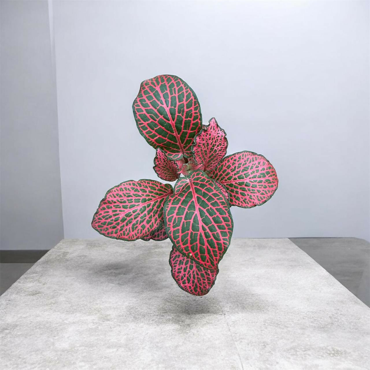 Fittonia-7 plants combo- Jiffy sized