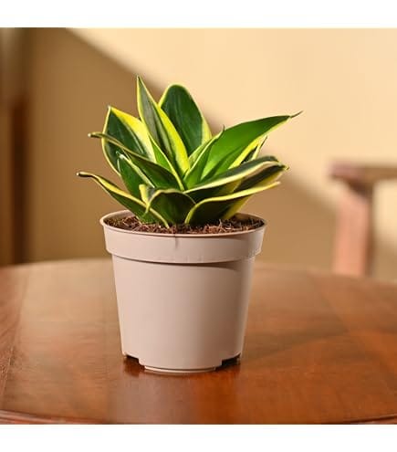 Sansevieria Golden Honey healthy live foliage plant – Foliages India