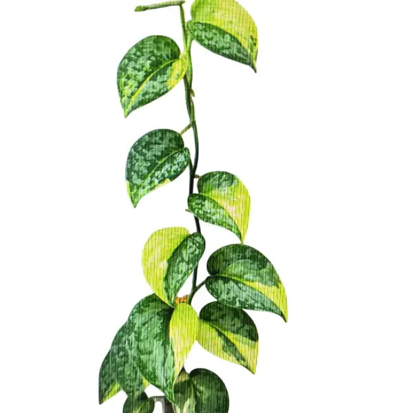 Scindapsus Geulis Variegated - Rare