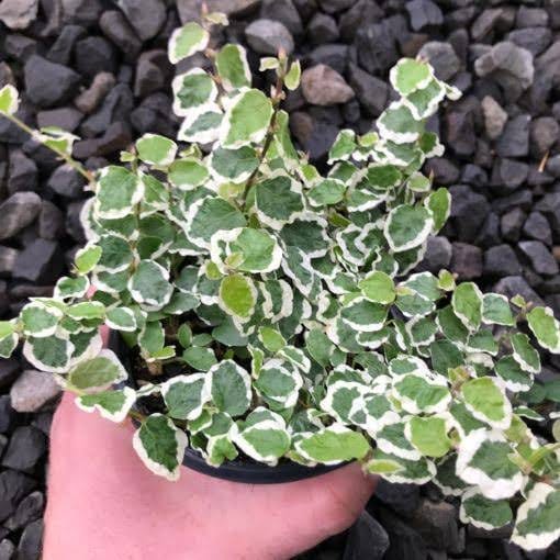 Ficus Pumila Variegated leaf details and texture – healthy indoor plant