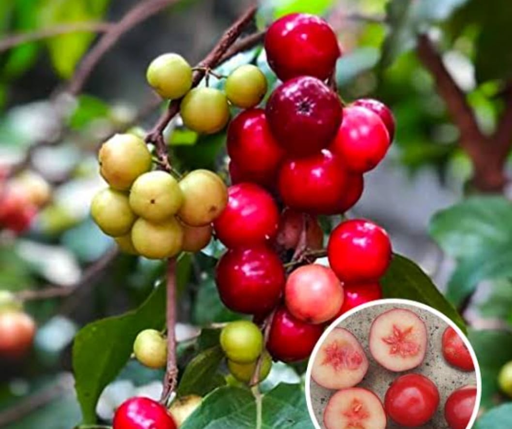 Sweet Loovi Fruit Plant - Keyfarm Wayanad