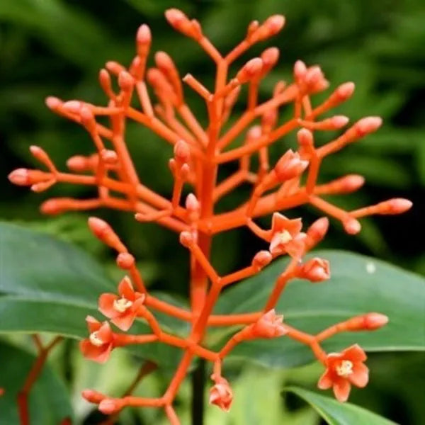 Medinilla Scortechini - Super Rare