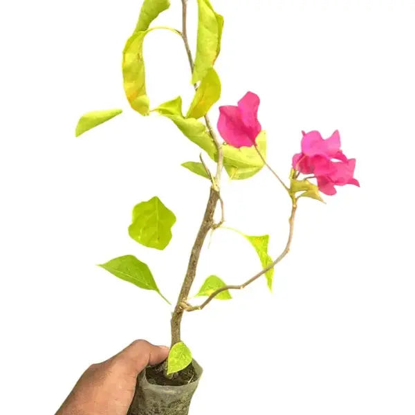 Bougainvillea Jakirana Red