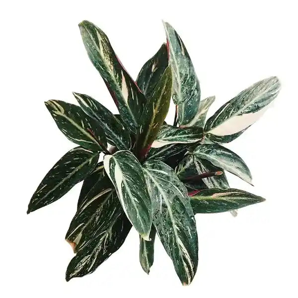 Stromanthe thalia 'Magic Star' (Calathea Magic Star)