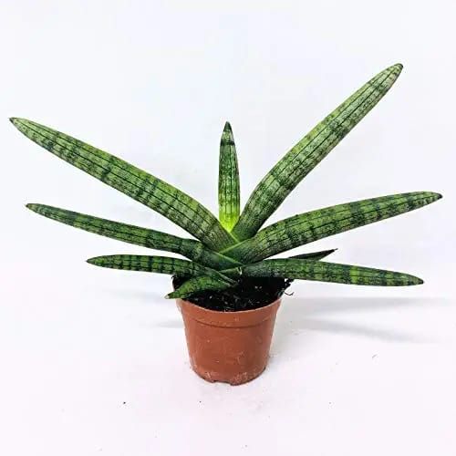 Sansevieria Cylindrica Boncel | Sansevieria Boncel Starfish