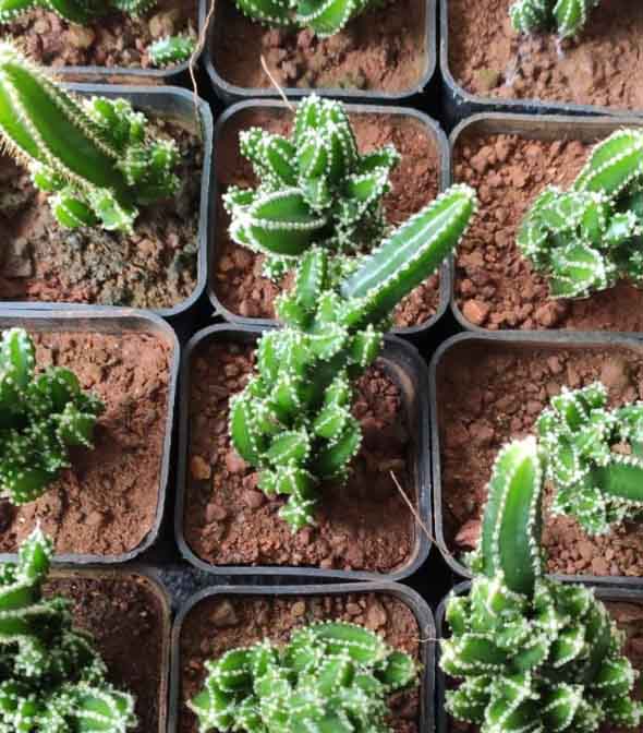 Triangle Cactus (Acanthocereus tetragonus)