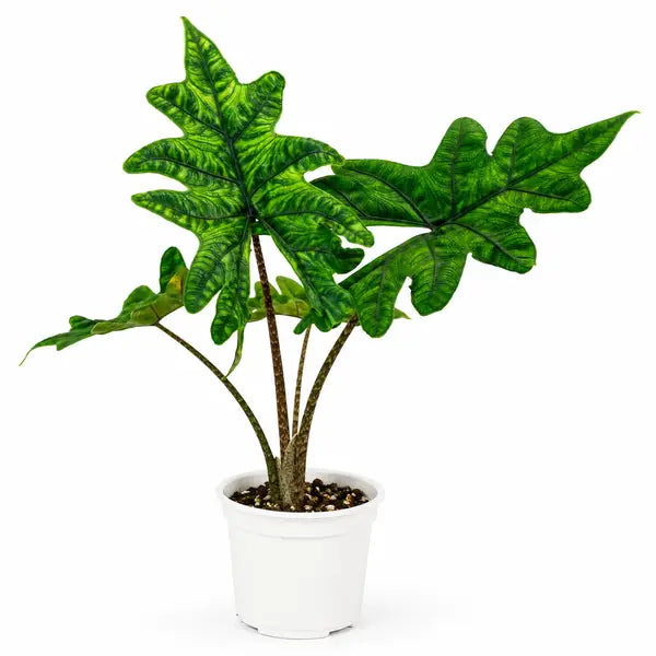 Alocasia Jacklyn leaf details and texture – healthy indoor plant