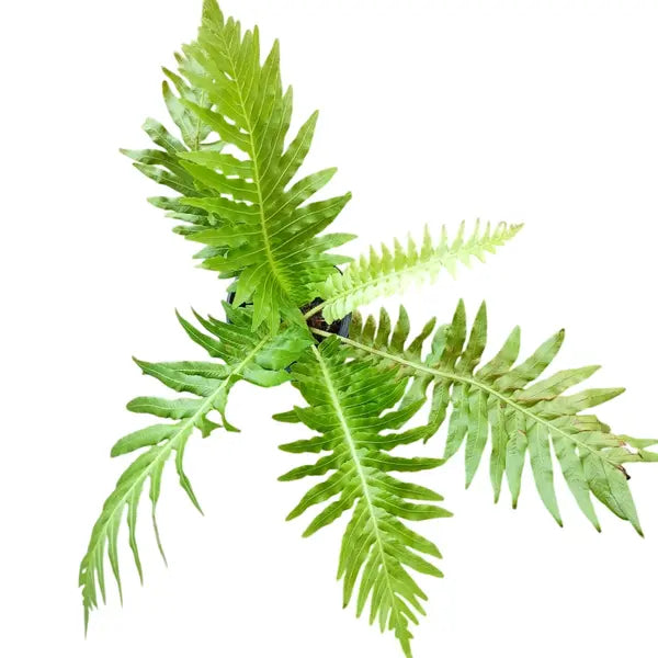 Tree Fern, Silver Lady Fern - Plant