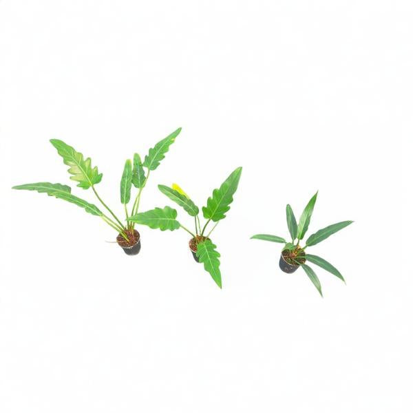 Philodendron Pinnatifidum