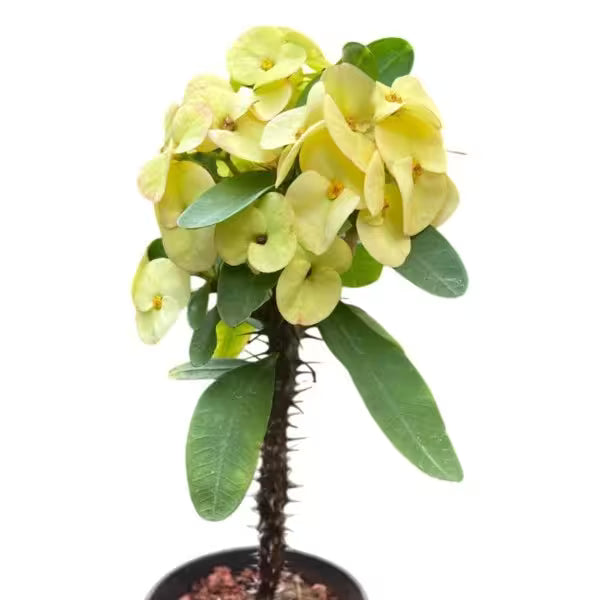 Euphorbia Yellow - E1