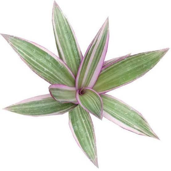 Rhoeo Plant - Pink
