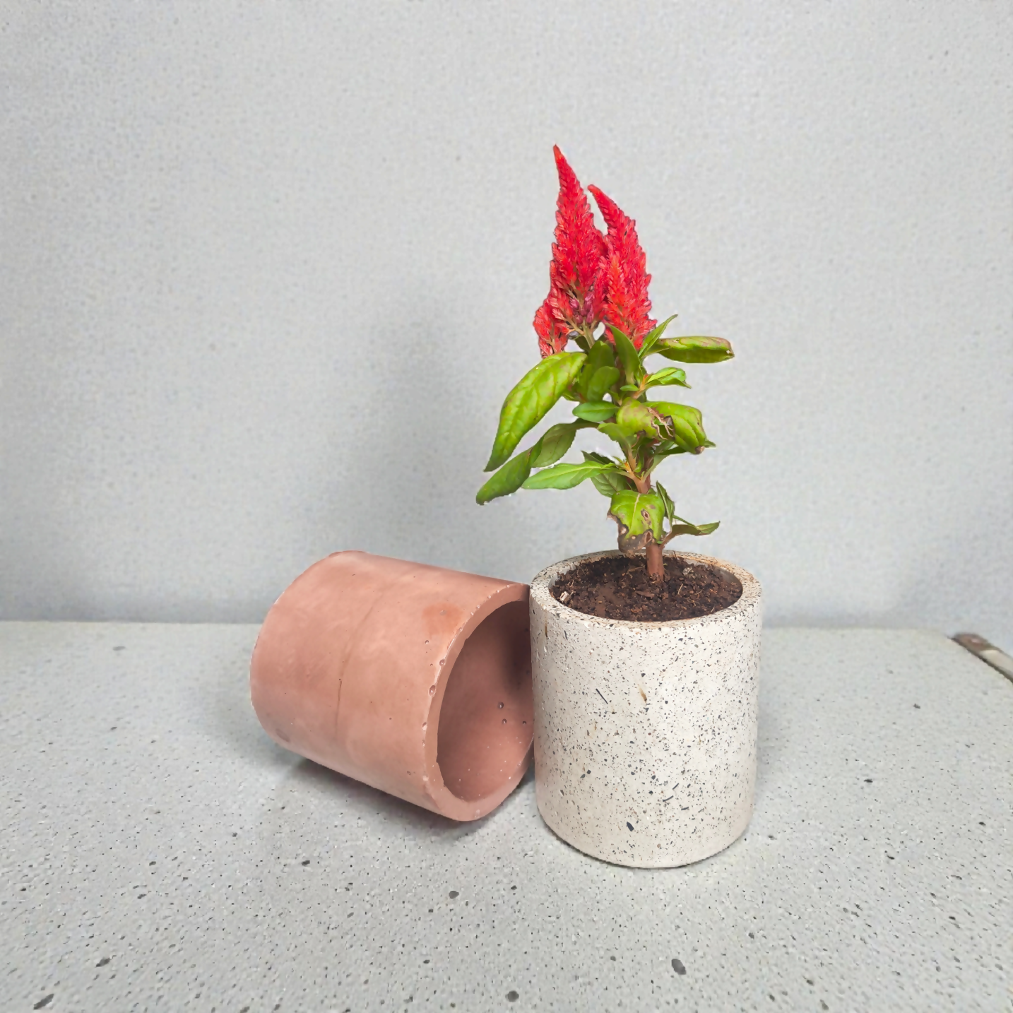 Cylo-4 - Recycled concrete| eco- friendly| concrete planter