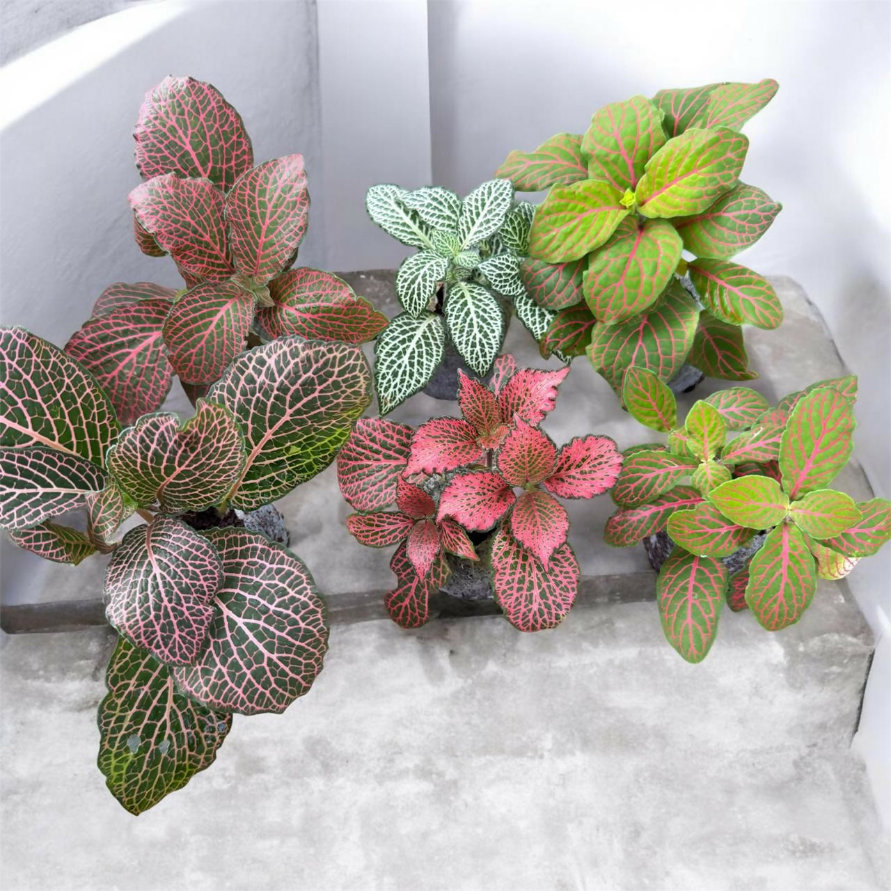 Fittonia combo 6 plants- Jiffy sized