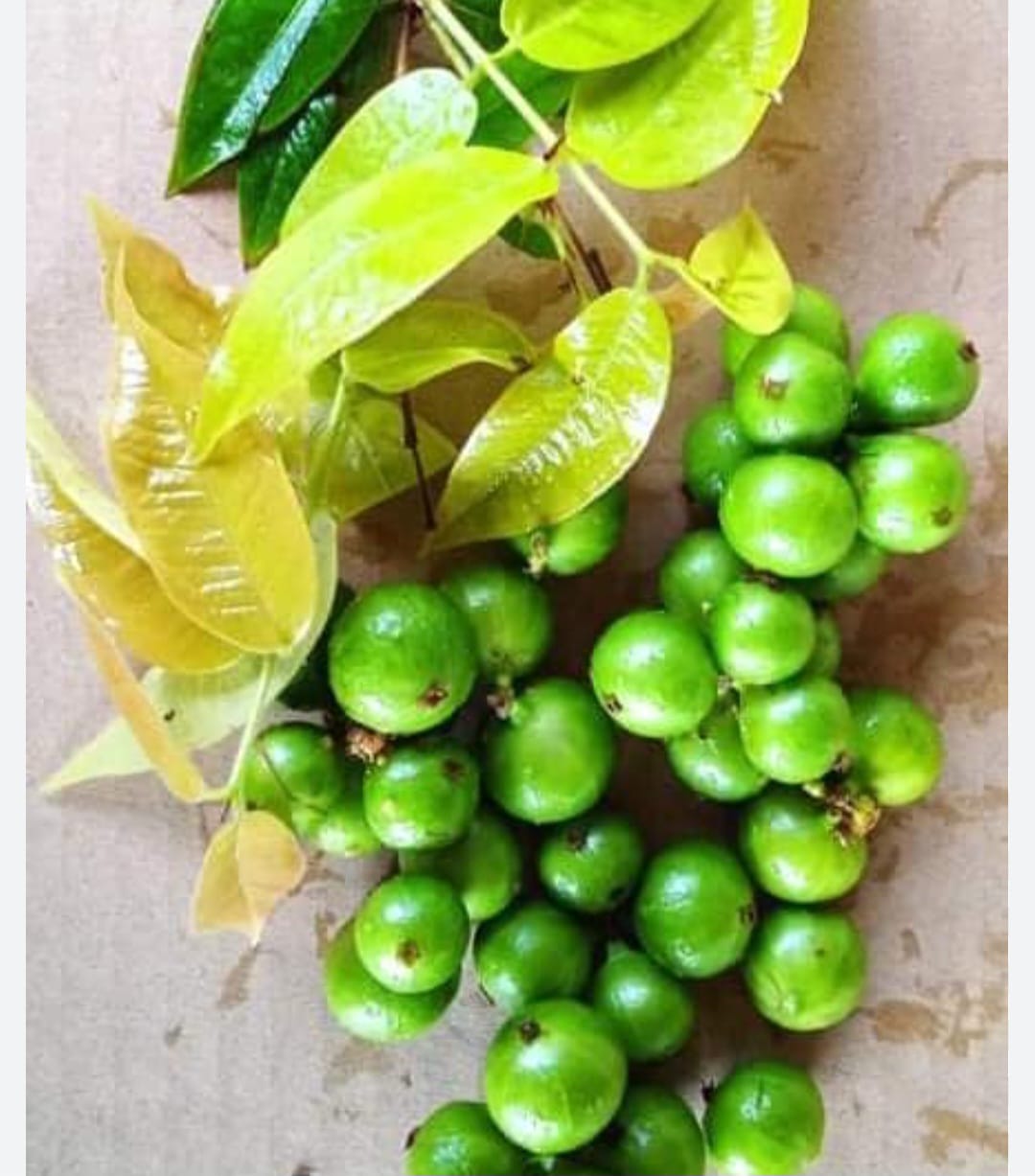 Green Crystal Jaboticaba Fruit Plant - Approach Graft - Keyfarm Wayanad